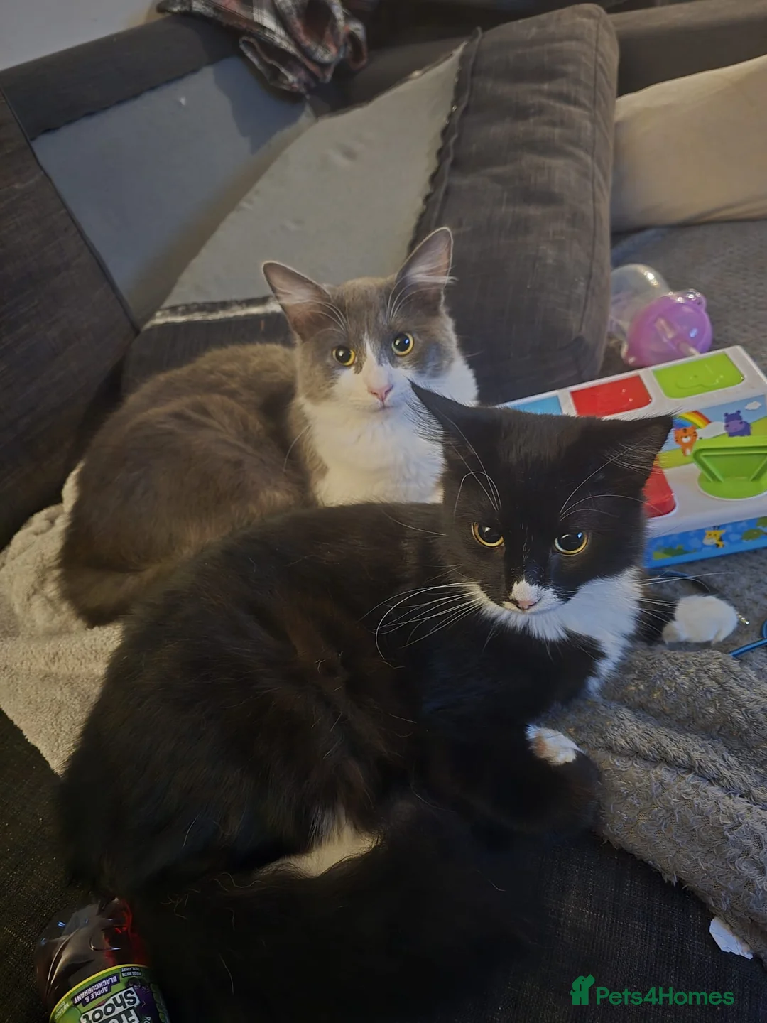 Mixed Breed cats for sale: 2 male cats - Advert 5