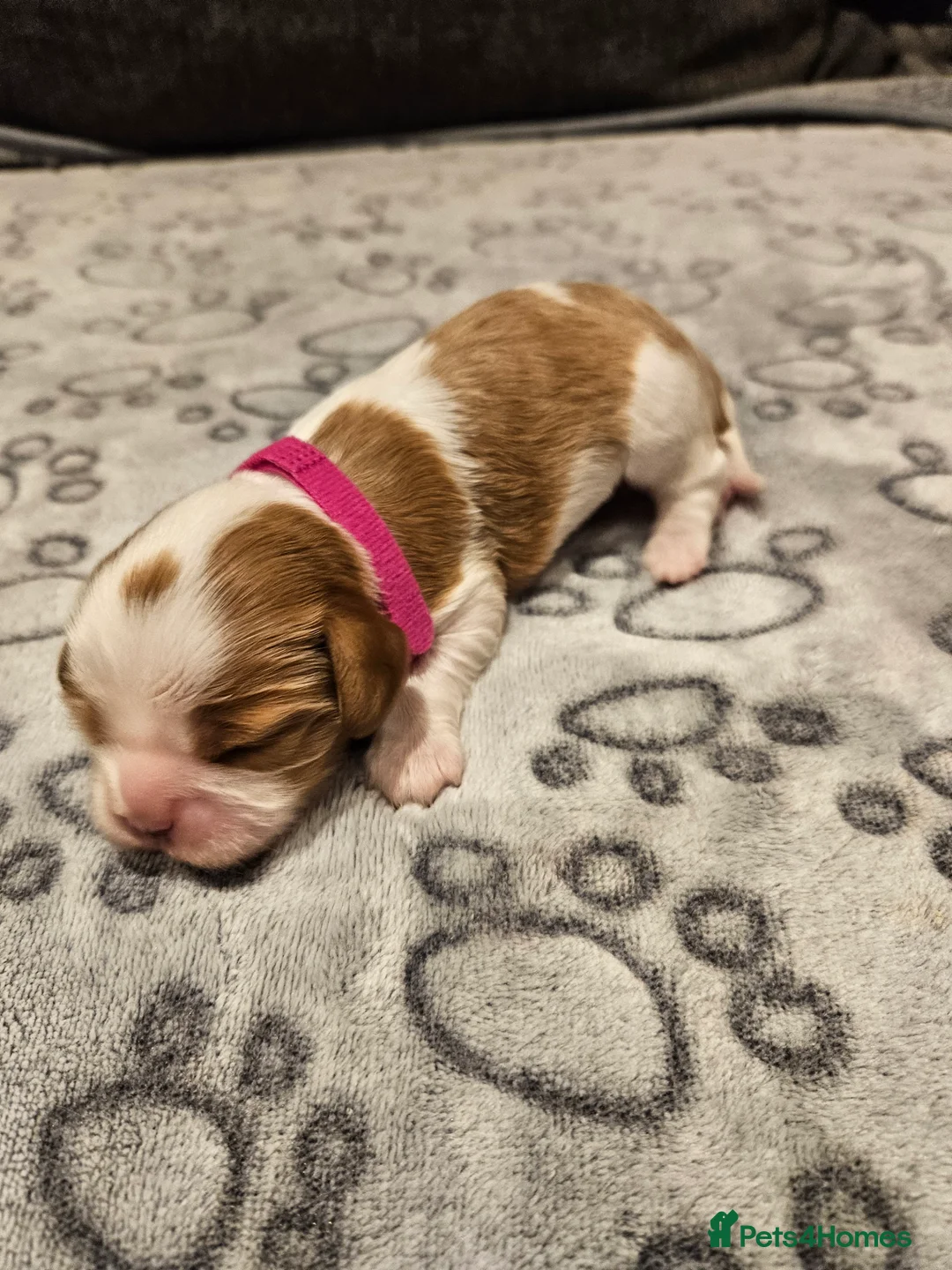 Cavalier King Charles Spaniel dogs for sale: * KC reg Cavalier King Charles Spaniel * - Advert 3