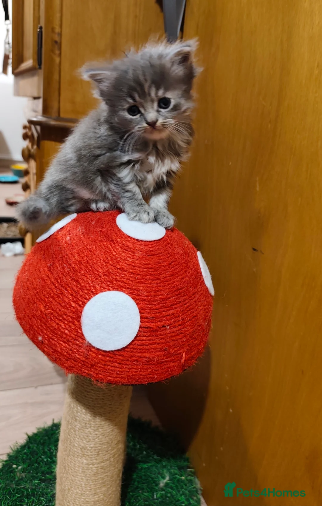 Persian cats for sale: Persian Mixed (F) & Kitten (F) - Advert 6