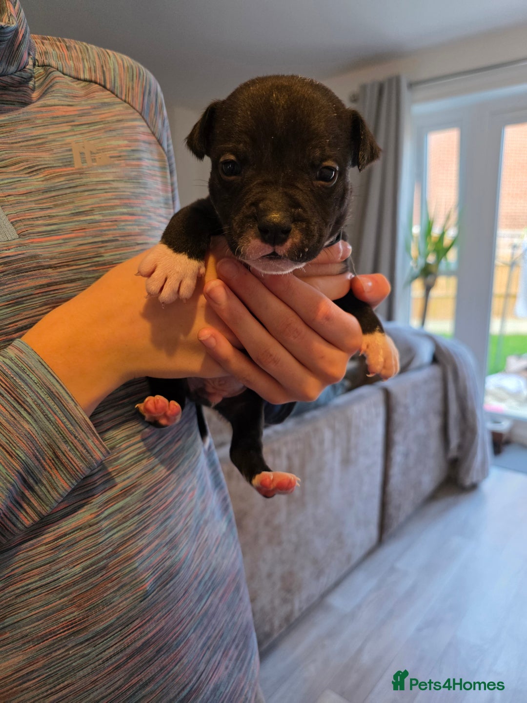 Staffordshire Bull Terrier dogs for sale: STAFFORDSHIRE BULL TERRIOR PUPPIES - Image 30