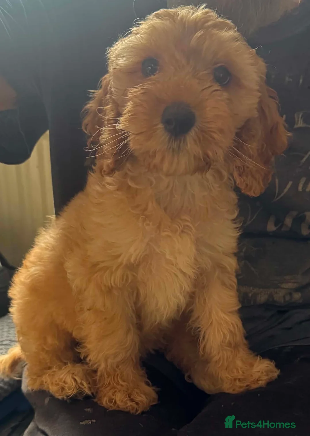 Cockapoo dogs for sale: Cockapoo puppies - Advert 2
