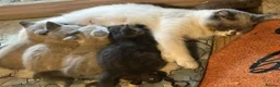 Mixed Breed cats for sale: Lilac point girl Ragdoll-Russian Blue cross in Cambridge - Advert 5