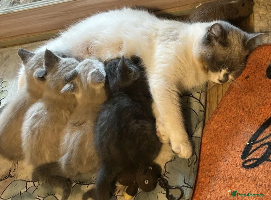 Mixed Breed cats for sale: Lilac point girl Ragdoll-Russian Blue cross in Cambridge - Advert 5