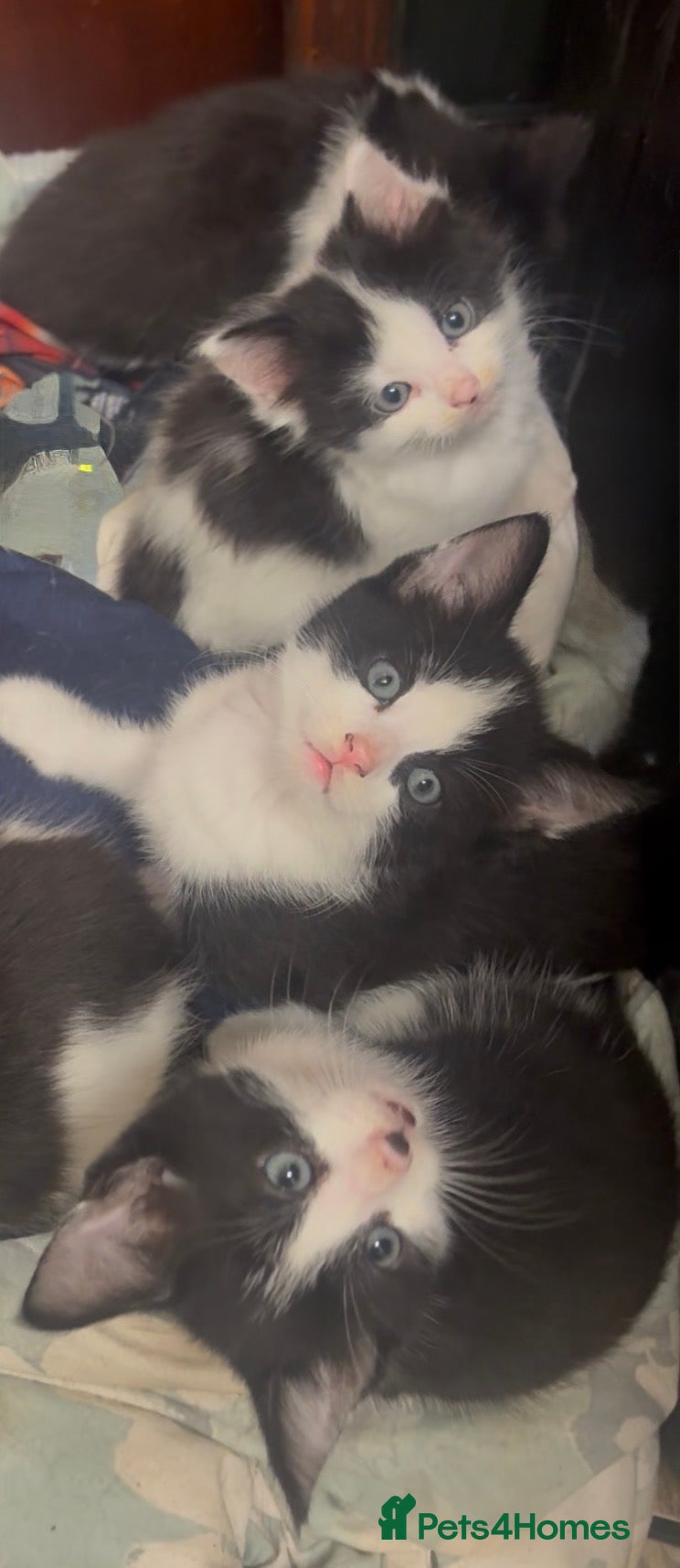 Mixed Breed cats Ready to leave -Beautiful Ragdoll X Breed Kittens  - Advert 18
