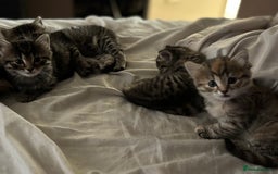Mixed Breed cats for sale: Kittens  - Image 2