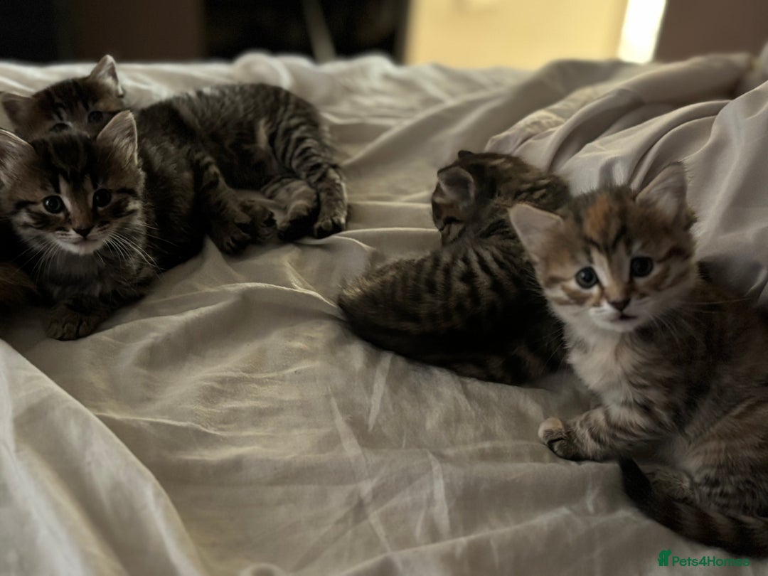 Mixed Breed cats for sale: Kittens  - Image 2