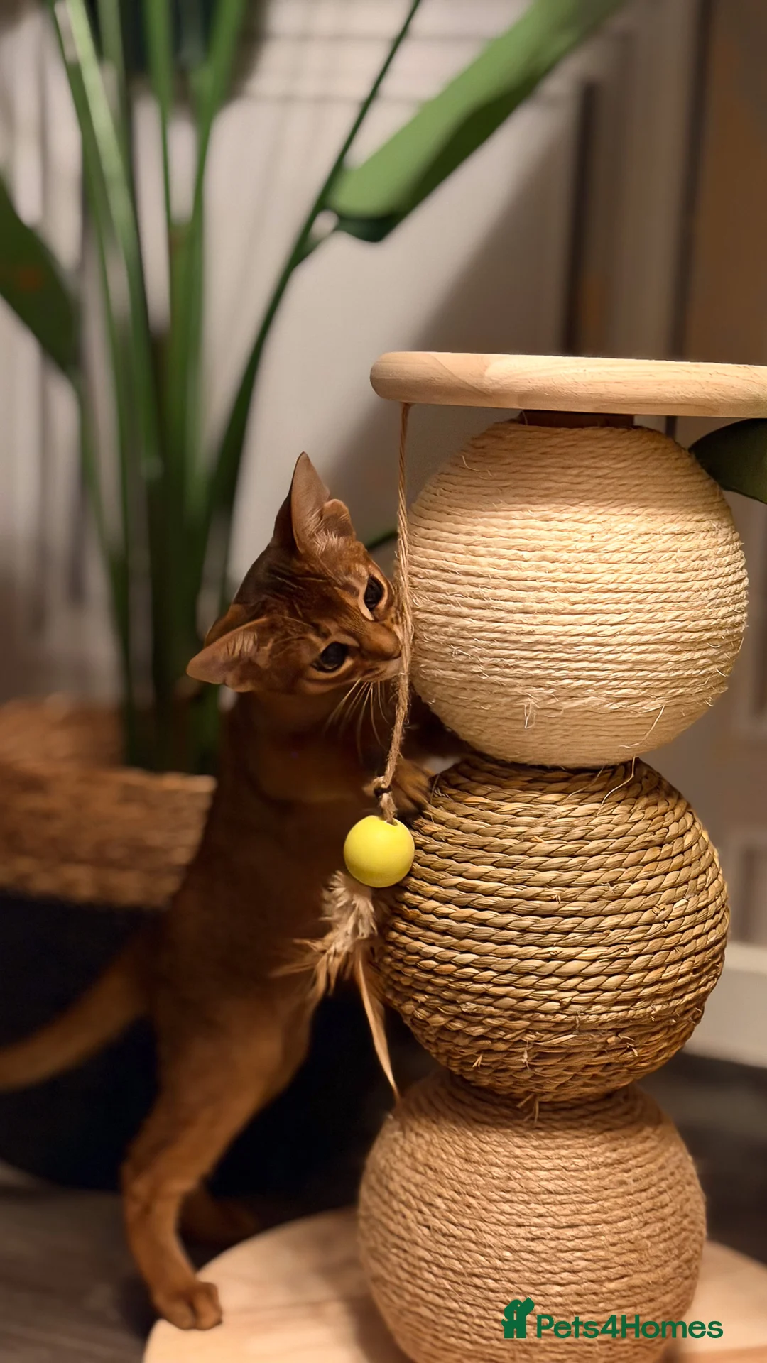 Abyssinian cats for sale: Champion Line Pedigree Abyssinian Kittens  - Advert 11