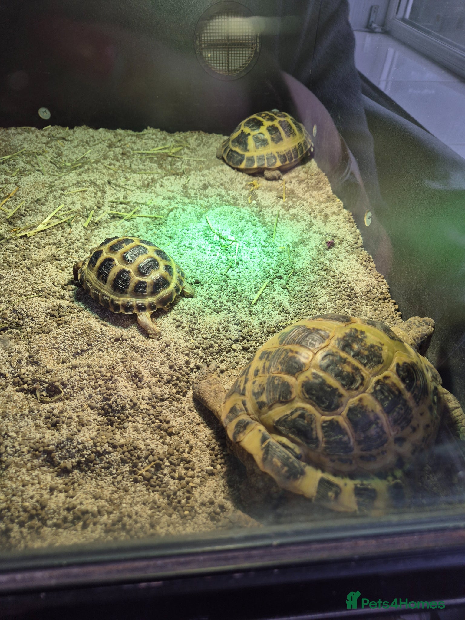 Tortoise reptiles 3 Horsfield Tortoise  - Advert 1