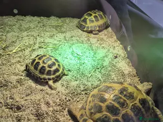 Tortoise reptiles 3 Horsfield Tortoise - Advert 1