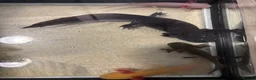 Axolotl reptiles for sale: 5 axolotls and set up. - Advert 5