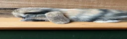 Mini Lop rabbits for sale: MINI LOP BUNNIES - PEDIGREE  - Advert 11