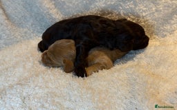 Cockapoo dogs for sale: F1 Cockapoo , Array of colours  - Image 5