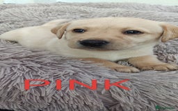 Labrador Retriever dogs for sale: Labrador puppies  - Image 17