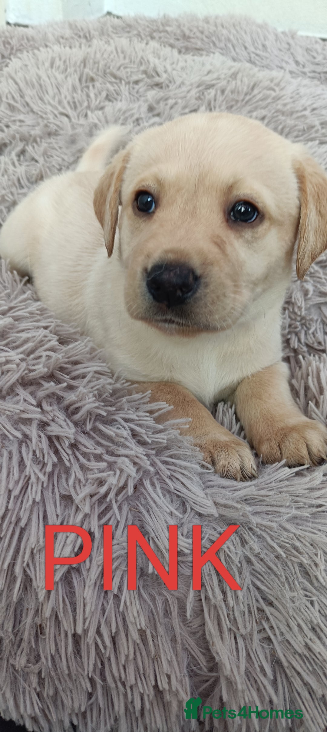 Labrador Retriever dogs for sale: Labrador puppies  - Image 17