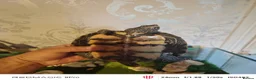 Turtle reptiles for sale: Turtles and large aquarium  - Advert 10