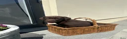 Springador dogs for sale: Beautiful Springador Puppies in Carmarthen - Advert 5
