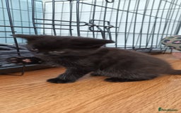 Mixed Breed cats for sale: Only black boy left, ready to leave now❤️ - Image 2