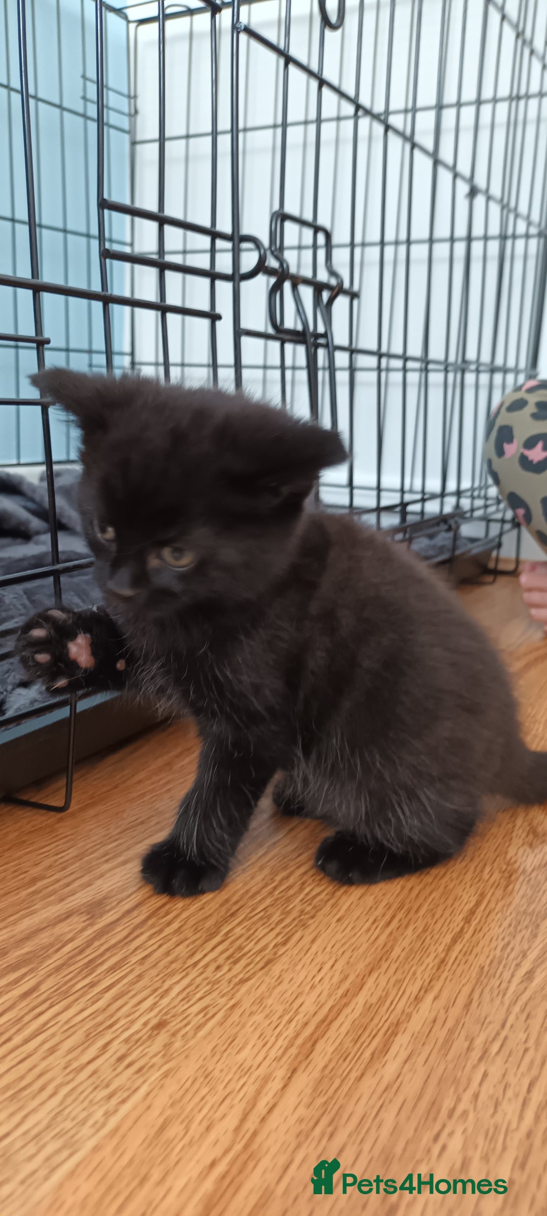 Mixed Breed cats for sale: Only black boy left, ready to leave now❤️ - Image 2
