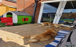 Chow Chow dogs for sale: KC registered smooth chow chow  - Image 3