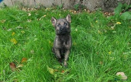 German Shepherd dogs for sale: German Shepherd Puppies - Image 5