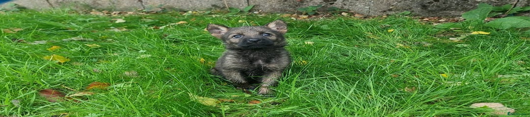 German Shepherd Puppy 5