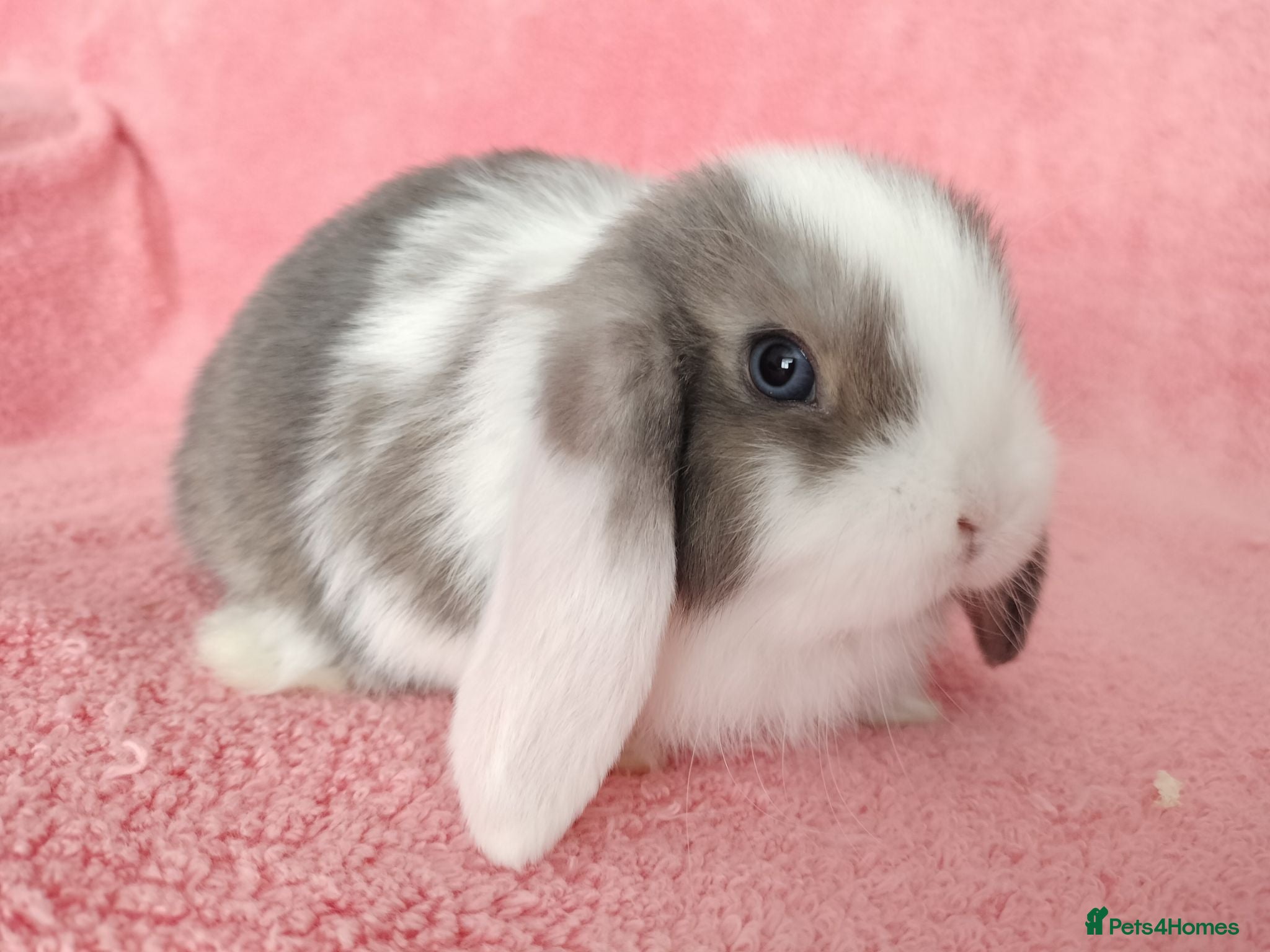 Mini Lop rabbits for sale: Baby mini lops for sale  - Advert 2