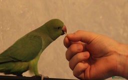 Parakeets birds for sale: Alexandrine parrot female 18week old tame - Image 2