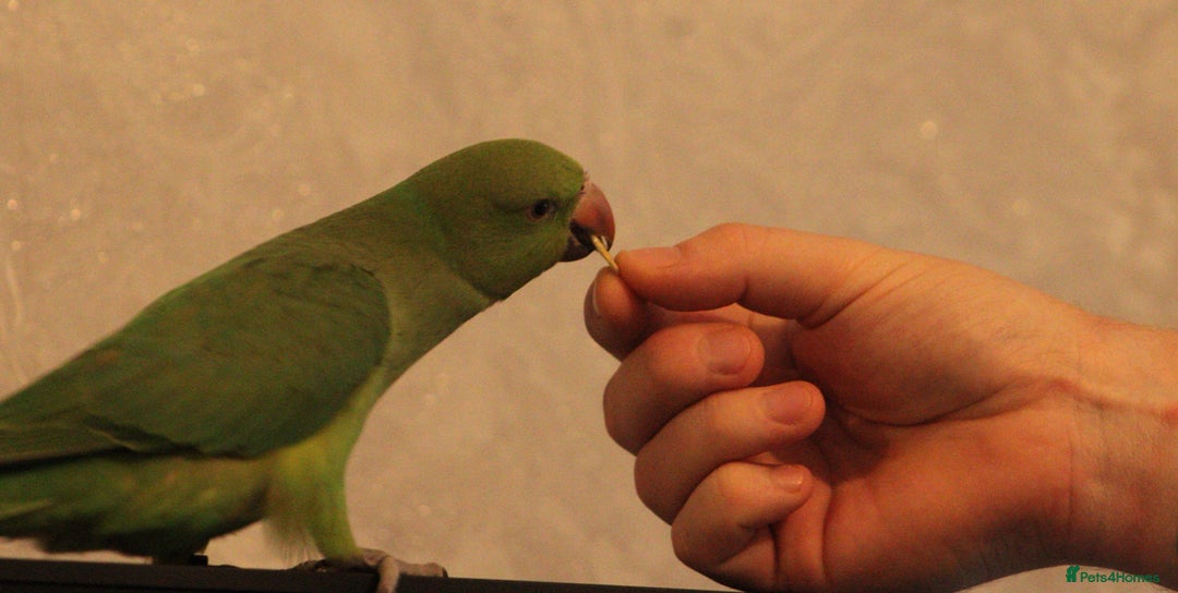 Parakeets birds for sale: Alexandrine parrot female 18week old tame - Image 2