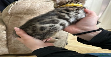 Bengal cats - Advert 5