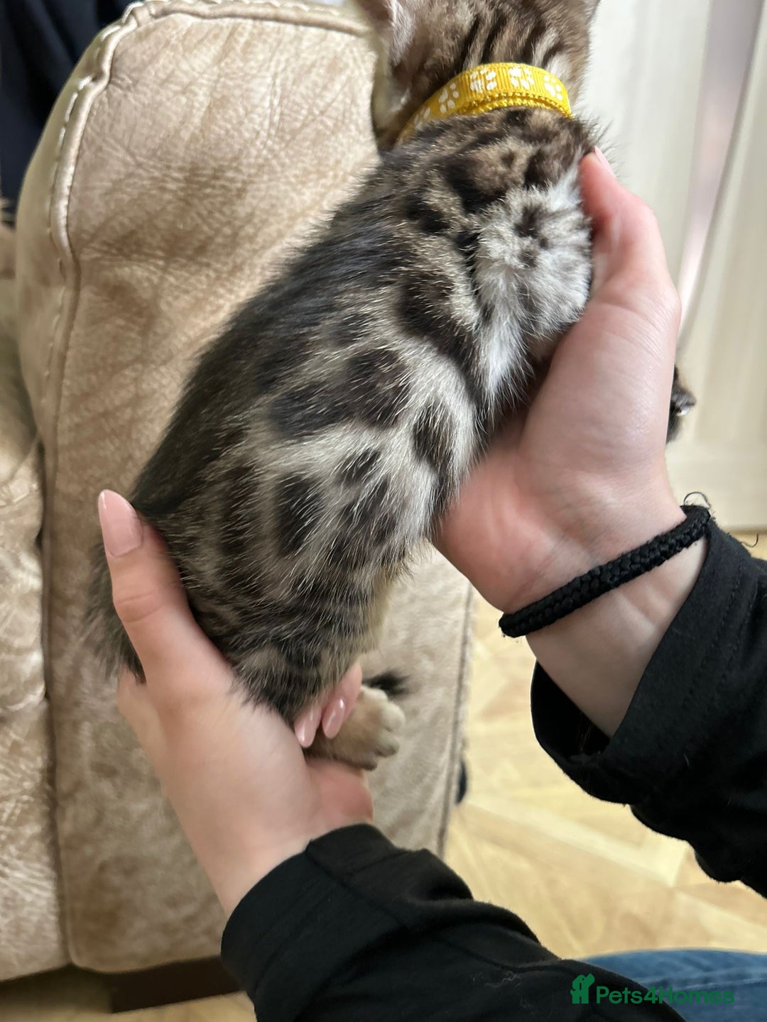 Bengal cats for sale: ❤️ Gorgeous Pure Bengal Kittens Available ❤️ - Image 2