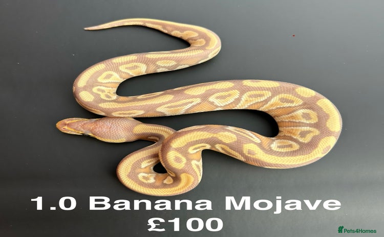 Python Snake reptiles - Advert 15