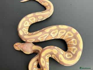 Python Snake reptiles - Advert 22