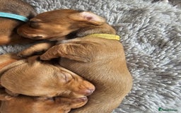 Miniature Dachshund dogs for sale: Mini Dachshund Puppies - Image 5