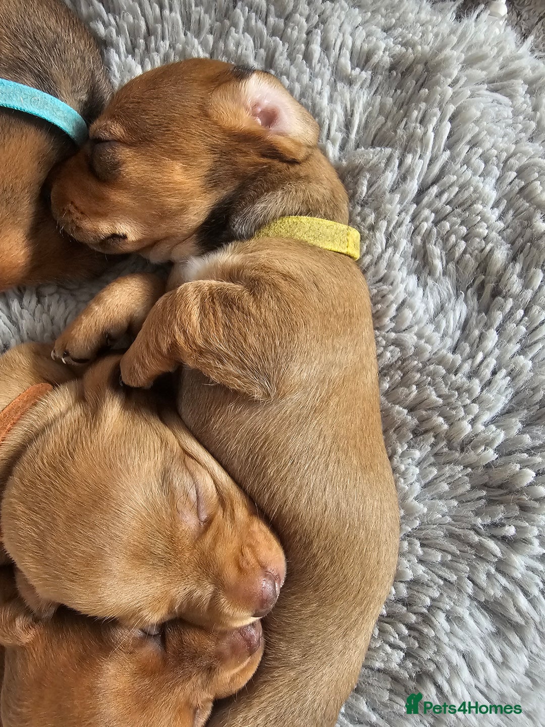 Miniature Dachshund dogs for sale: Mini Dachshund Puppies - Image 5