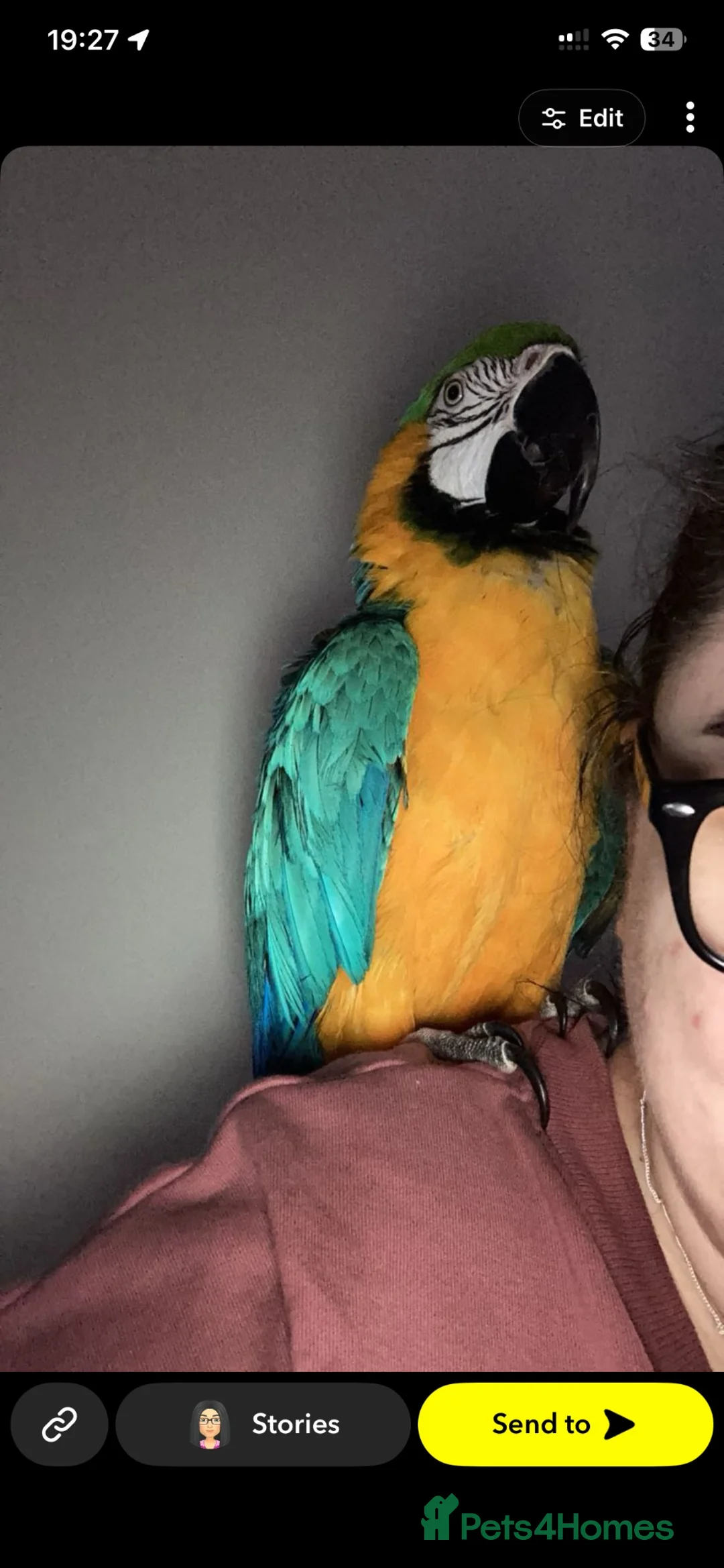 Macaws birds for sale: Beautiful Macaw  in Cumnock - Advert 3