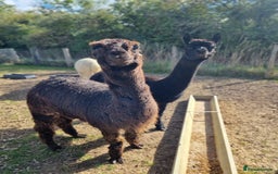 Alpaca livestock for sale: 6 Pedigree Female Alpacas - Image 6