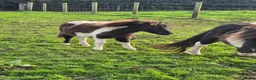 Shetland pony horses for sale: Miniature Shetlands looking for new homes - Advert 3