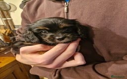 Cavalier King Charles Spaniel dogs for sale: KC Cavalier King Charles ÐNA tested parents  - Image 15