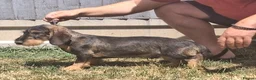 Dachshund dogs for sale: Standard Wirehaired Dachshund/Teckel Puppies - Advert 5