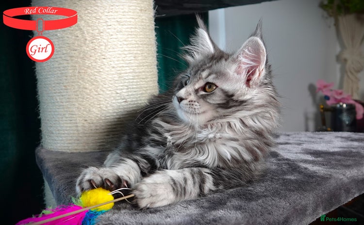 Maine Coon cats - Advert 4