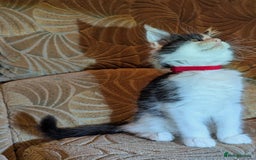 Maine Coon cats for sale: 🐾 Giant GCCF Maine Coon Kitties Champion Lines - Image 8