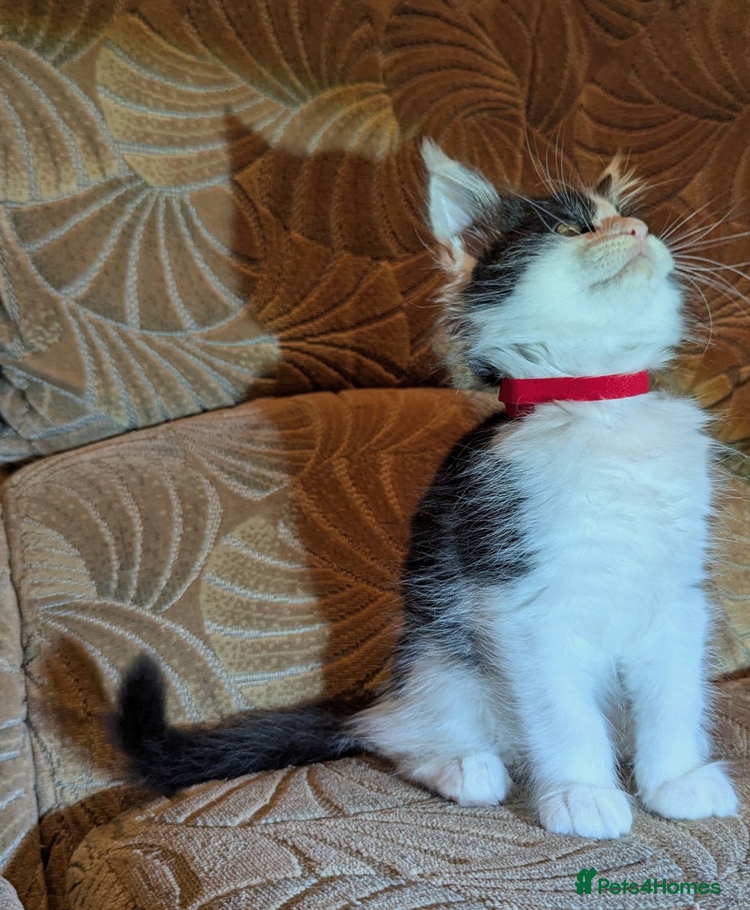 Maine Coon cats for sale: 🐾 Giant GCCF Maine Coon Kitties Champion Lines - Image 8