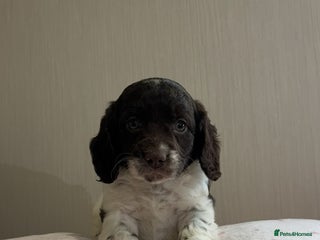 Cockapoo dogs - Advert 3