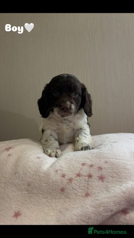 Cockapoo dogs - Advert 1