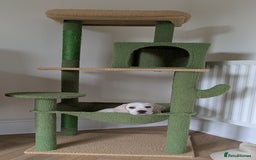 Beagle dogs for sale: Lenny the Lemon Beagle  - Image 20