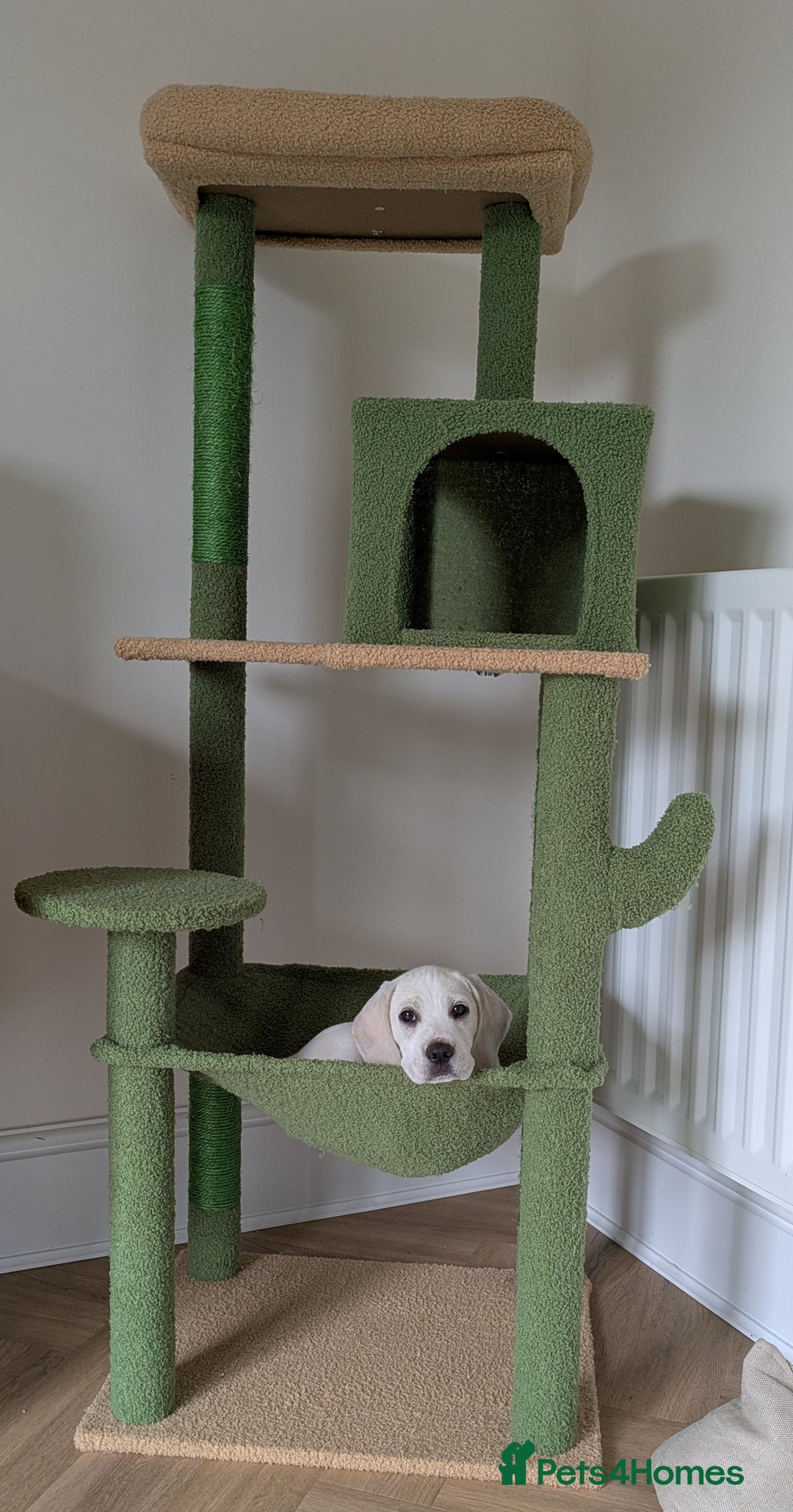 Beagle dogs for sale: Lenny the Lemon Beagle  - Image 20
