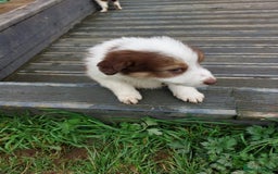 Bearded Collie dogs for sale: Red beardie collie pups  - Image 8
