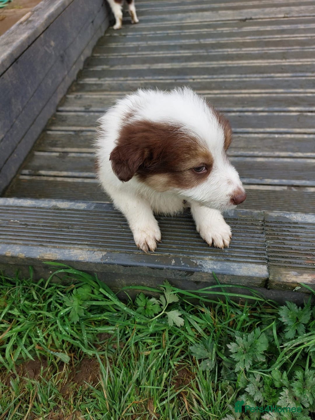 Bearded Collie dogs for sale: Red beardie collie pups  - Image 8