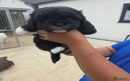 Lhasapoo dogs for sale: Lhasa Apso X  - Image 6