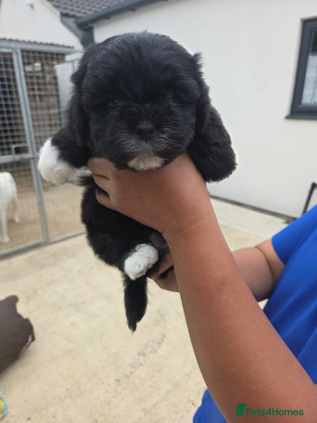 Lhasapoo dogs for sale: Lhasa Apso X  - Image 6